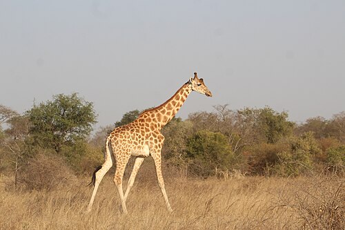 Zakouma National Park